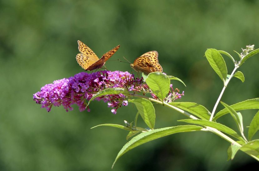 Butterflies on a purple buddleia bush