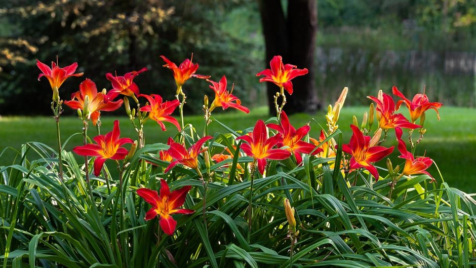 Red daylilies growing in a garden