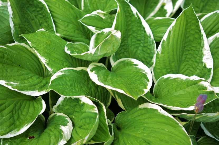 Hosta leaves in a garden