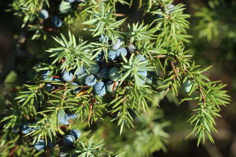 Juniper bush growing outside