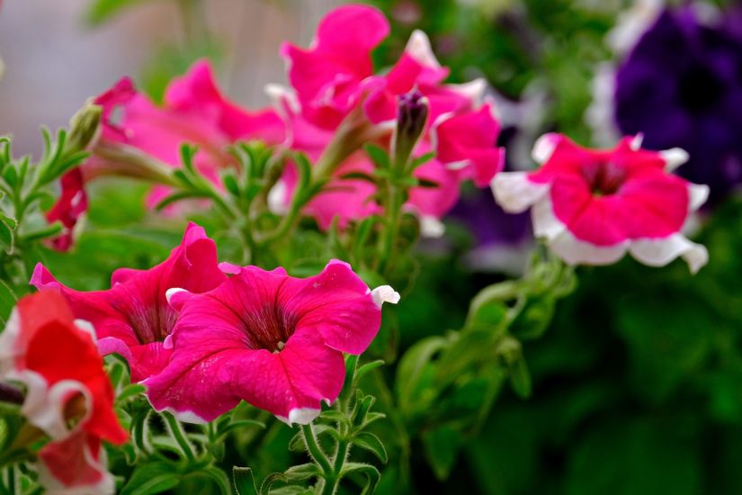 Pink petunias growing in a garden