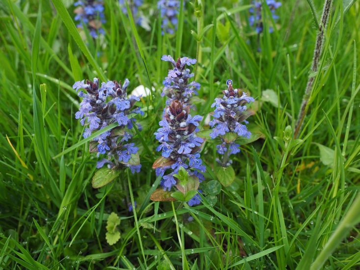 Blue ajuga flowers growing outside