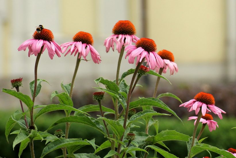 Purple coneflowers growing outside