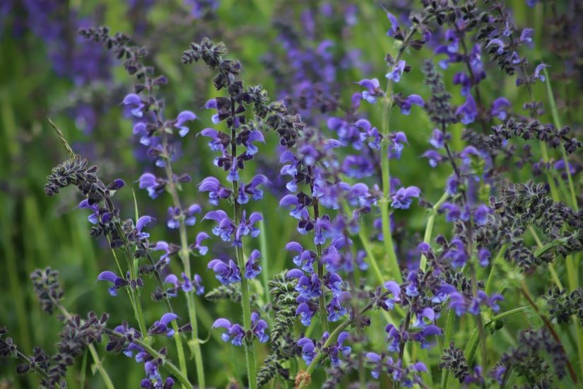 Purple russian sage flowers blooming outside