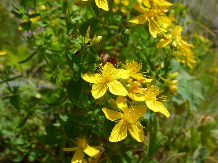 St John's wort growing outside with yellow flowers