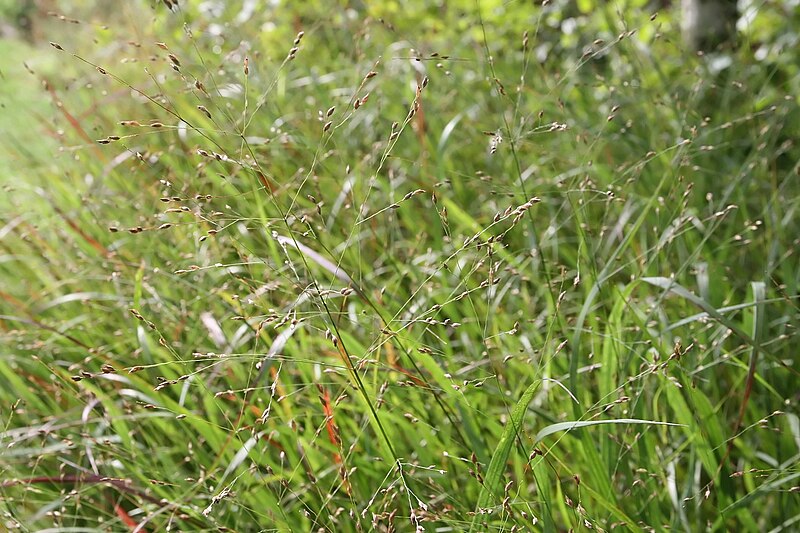 Switchgrass growing outside