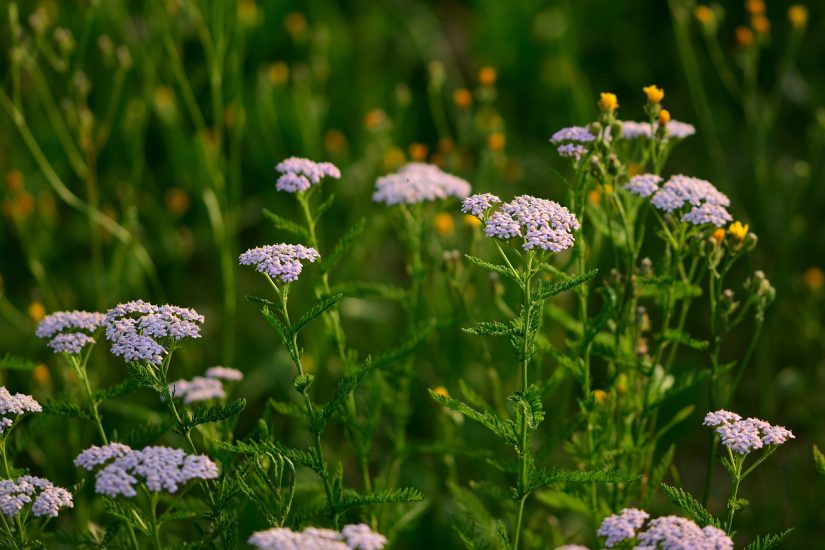 Yarrow growing in a field