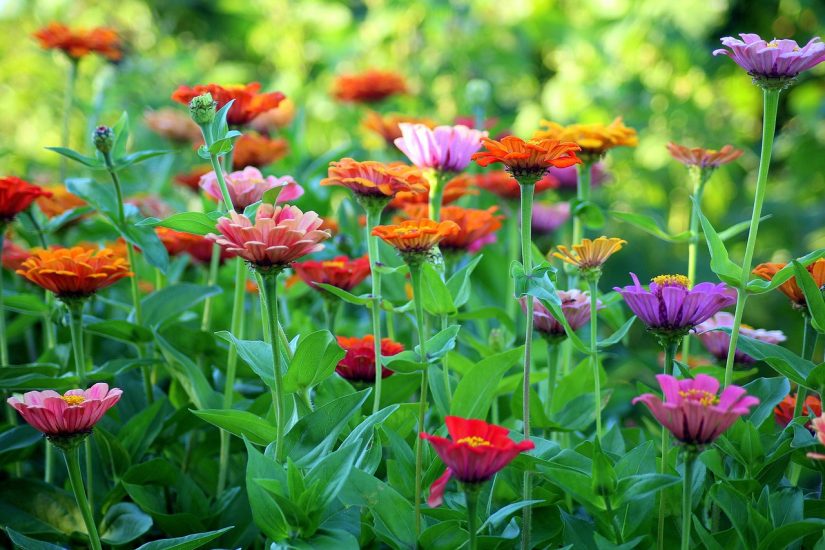 Colorful zinnia flowers growing outside