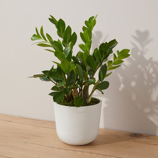 ZZ plant in a white pot