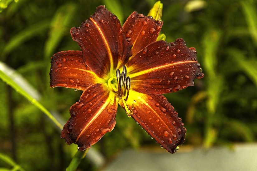 Close-up of a red daylily growing outside