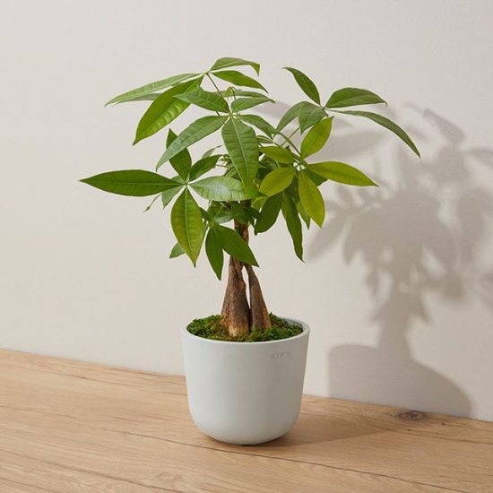 Money tree in a gray pot