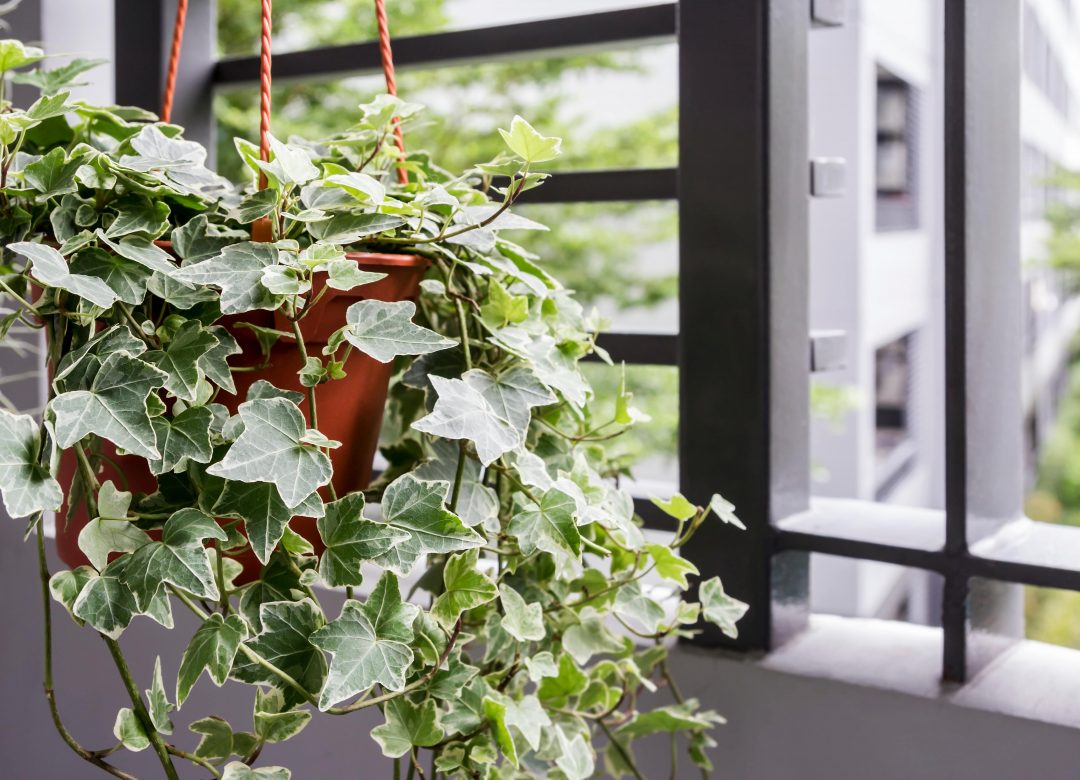 Hanging English ivy plant in a pot next to a window.