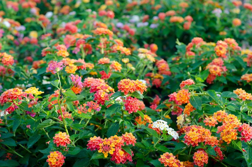 Garden full of colorful lantana flowers