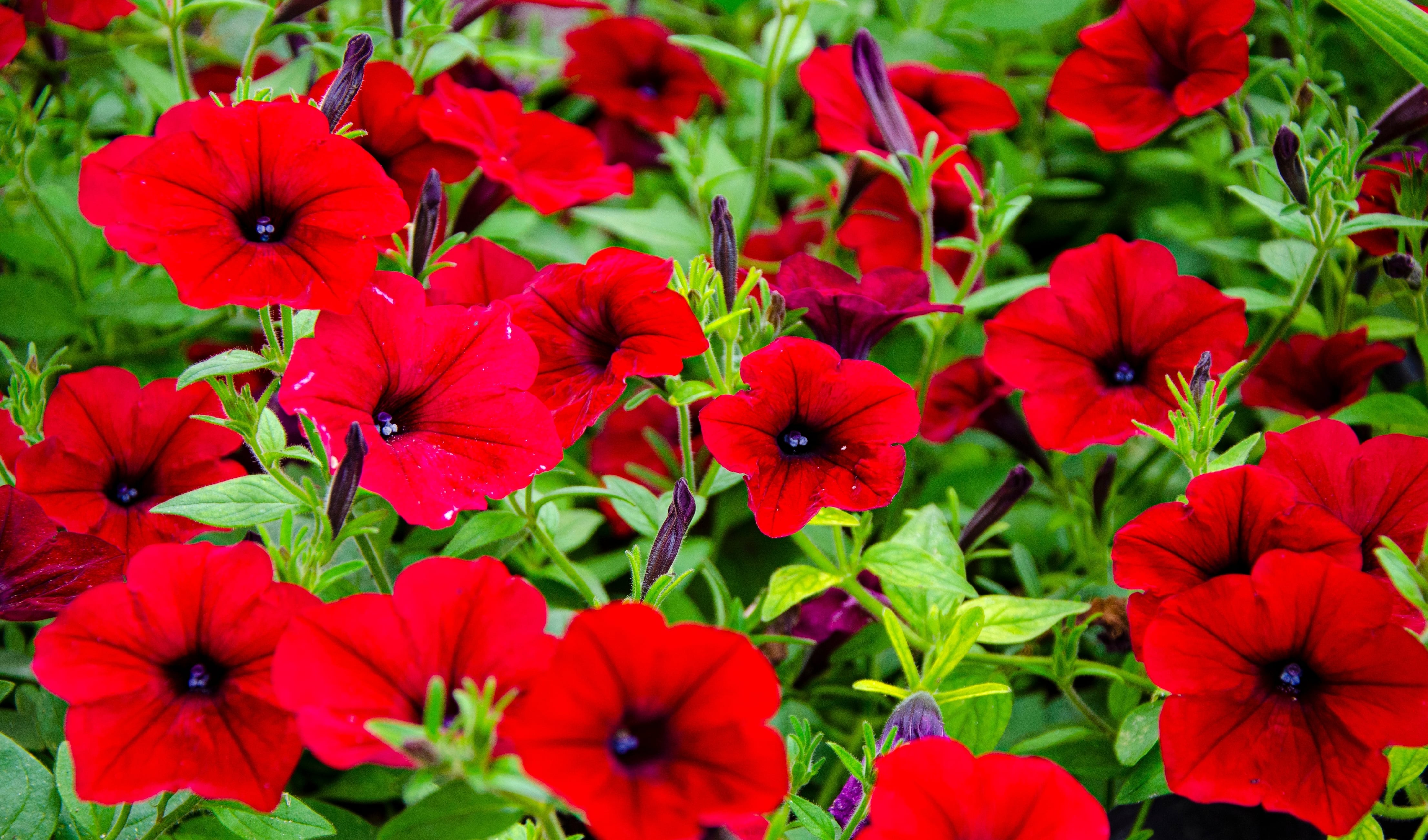 28 Varieties Of Red Flowers Images Info Bouqs Blog 28 Varieties Of Red Flowers Images Info Bouqs Blog