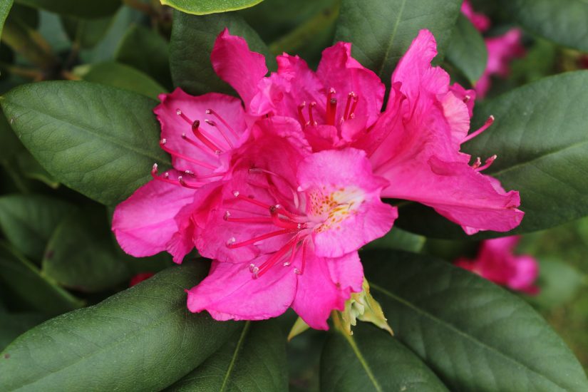 Close-up of pink azalea flower blooming