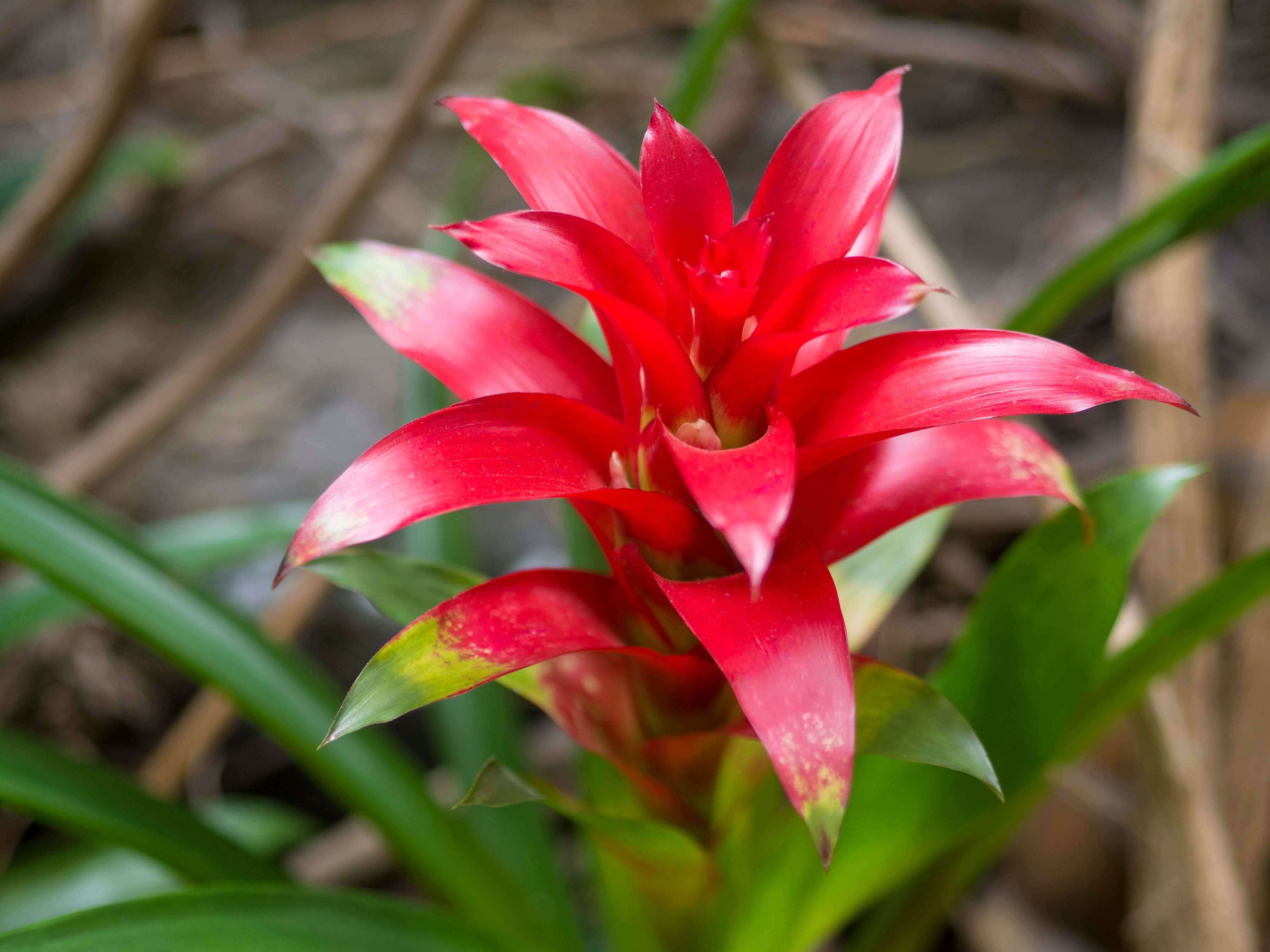 Bromeliad Plant Care Guide Water, Light & More Bouqs Blog