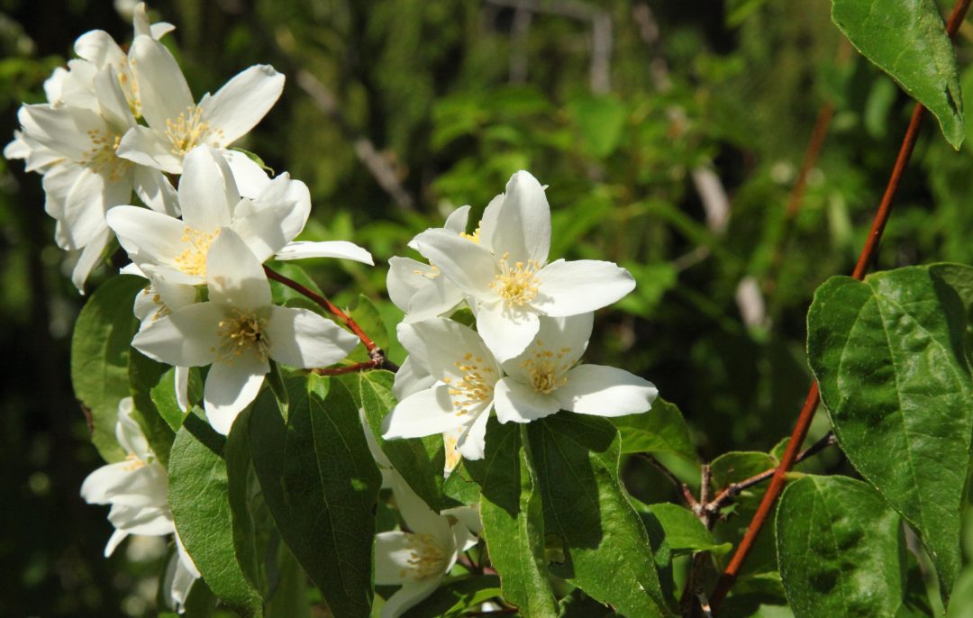 Small cluster of white syringa flowers growing outside