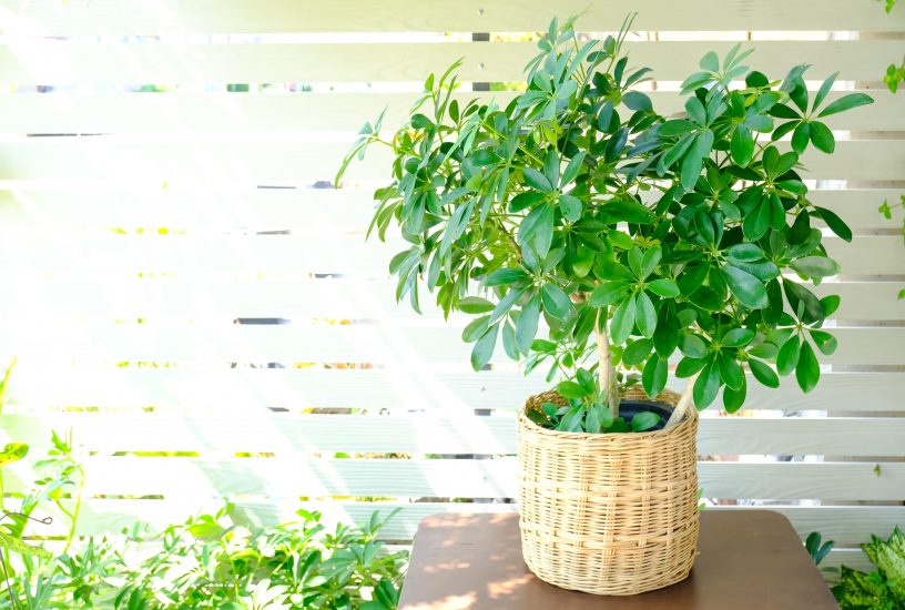 Schefflera umbrella plant in a weaved pot outside