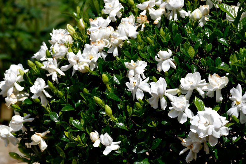 Gardenia bush full of brilliant white flowers.