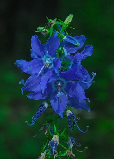 Tall blue bellflower growing outside