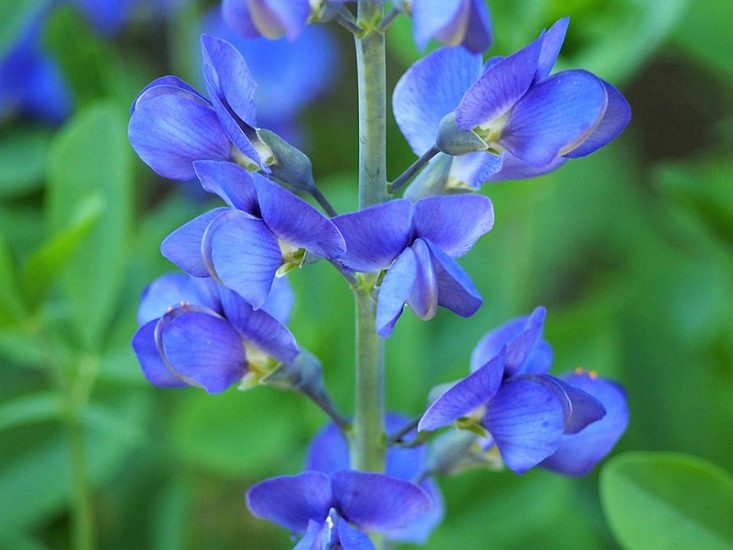 Blue false indigo flowers growing outside