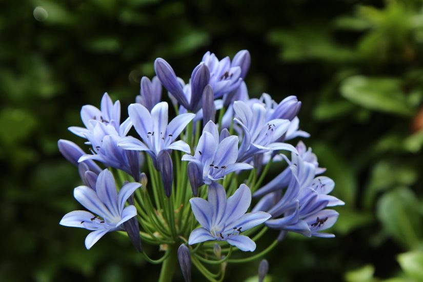 Blue lily of the nile flowers growing outside