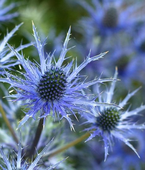 Blue sea holly flowers