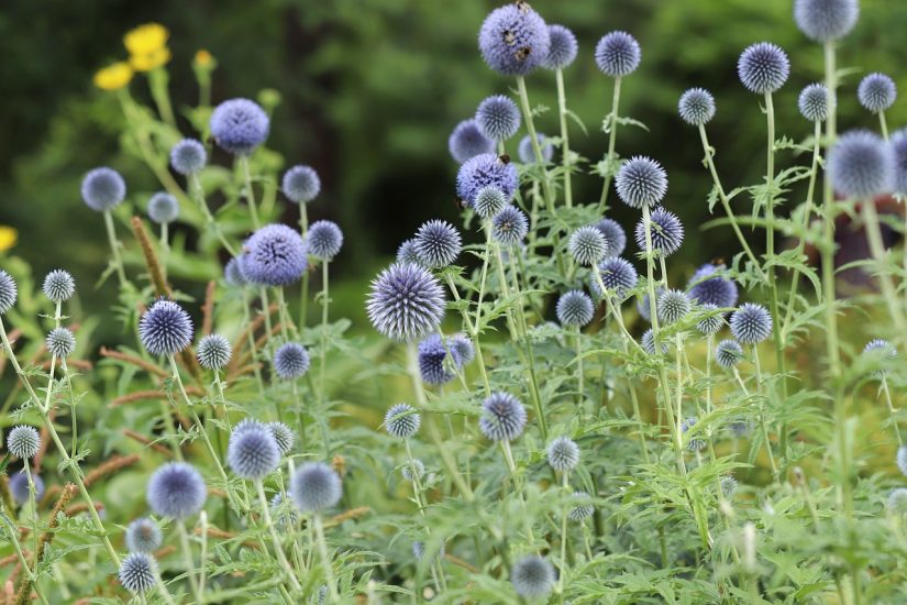 Globe thistle flowers growing outside