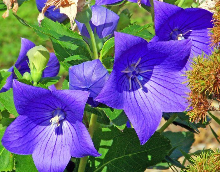 Close-up of a couple blue balloon flowers growing outside