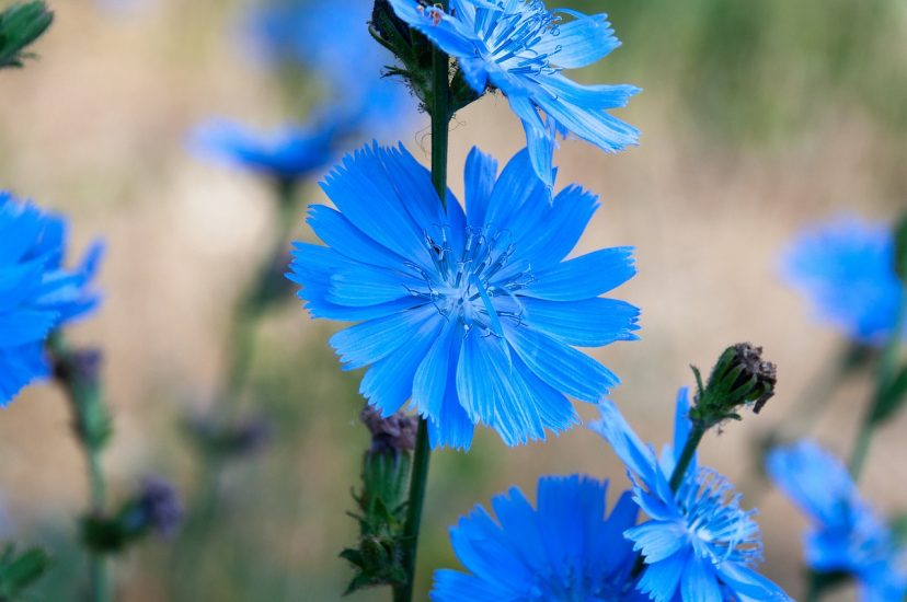 Bright blue chicory flowers growing outside