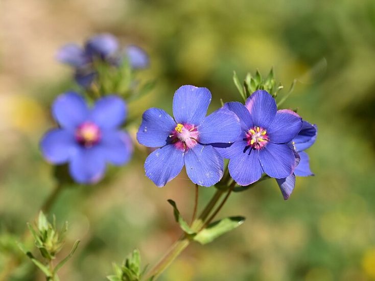 Blue pimpernel flowers growing outside