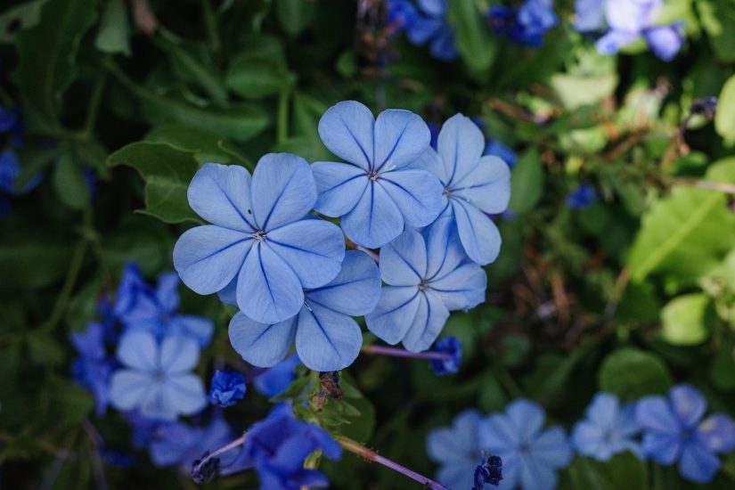 Blue perennial leadwort flowers growing outside