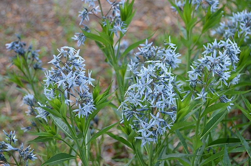 Bluestar flowers growing in bunches outside