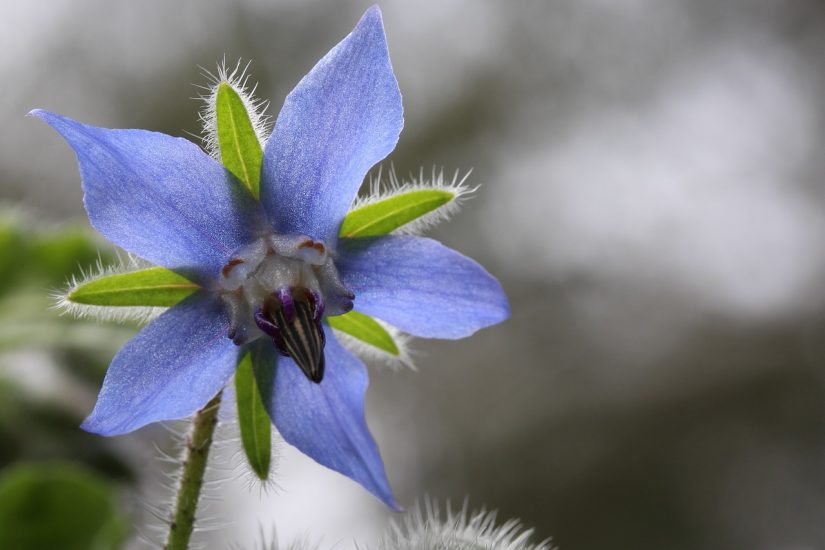 Close-up of a blue borage flower