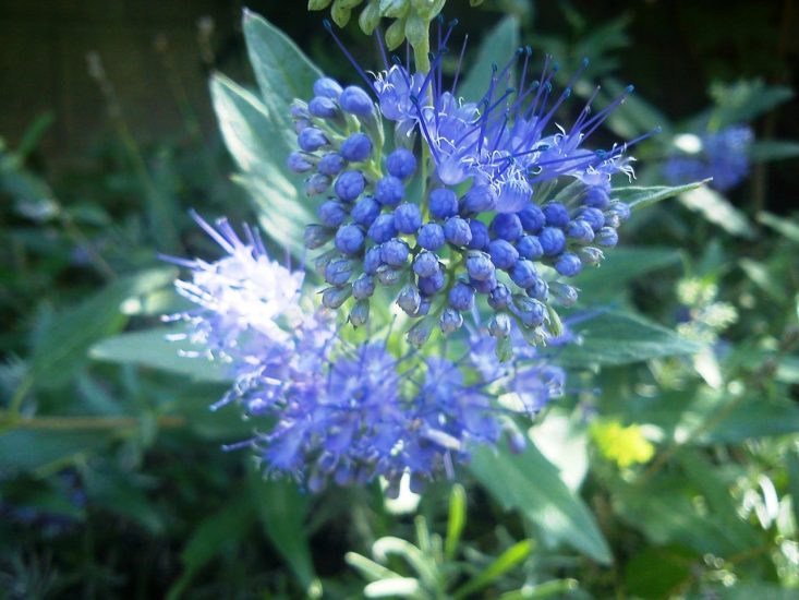 Bluebeard flower growing outside