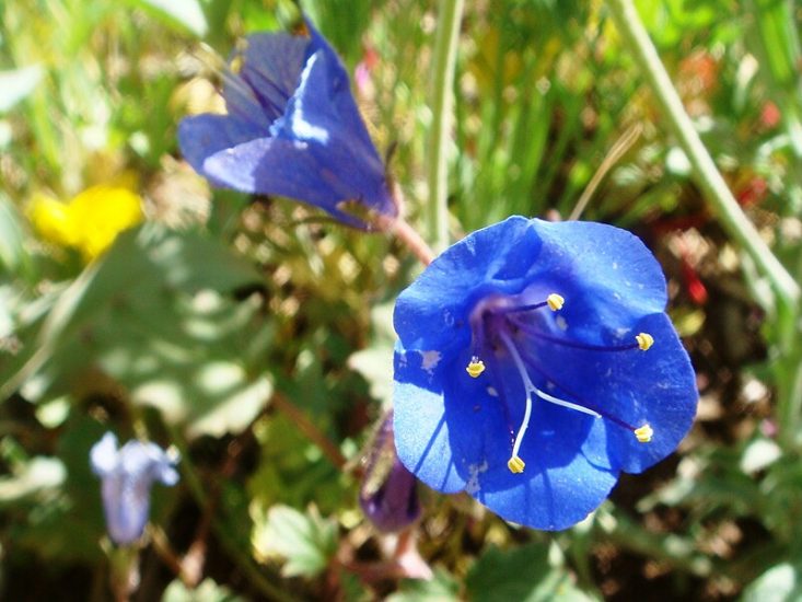 Desert bluebell flowers growing outside