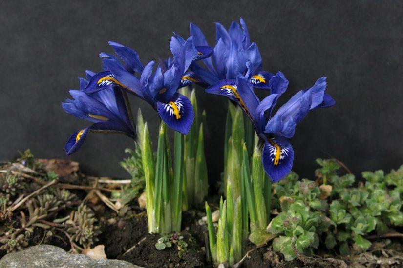 Blue dwarf iris growing outside