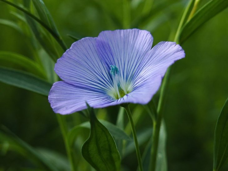 Close-up of a blue flax flower