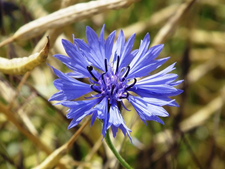 Close-up of blue cornflower growing outside