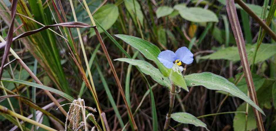 Birdbill dayflower growing outside