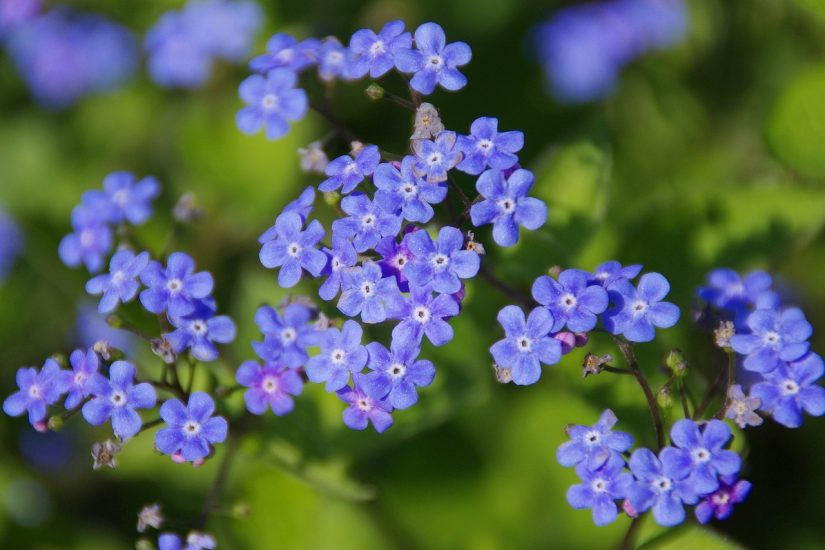 Siberian bugloss flowers growing outside