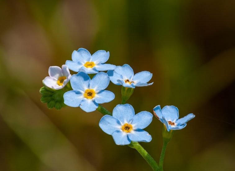 True forget-me-not flowers growing outside