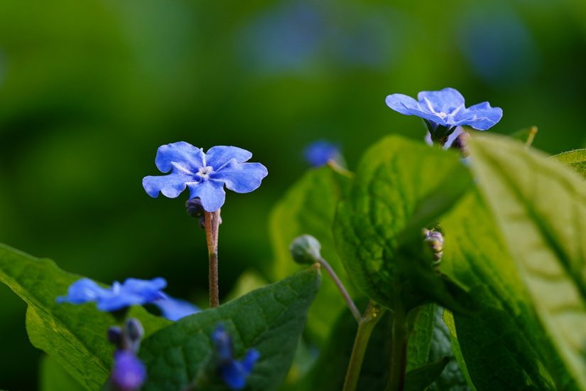 Blue forget-me-not flowers growing outside