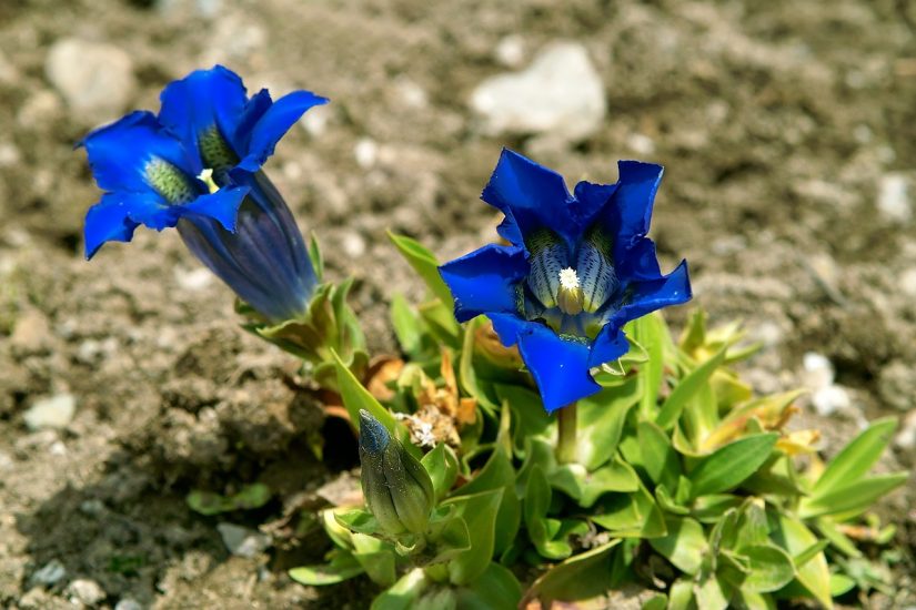 Two blue gentian flowers growing outside