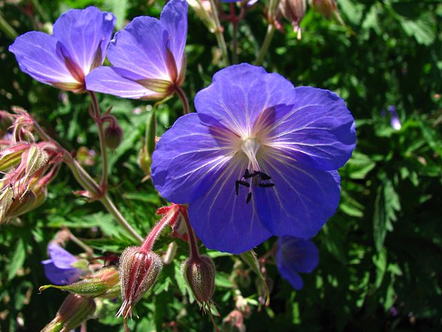 Blue geranium flowers growing outside