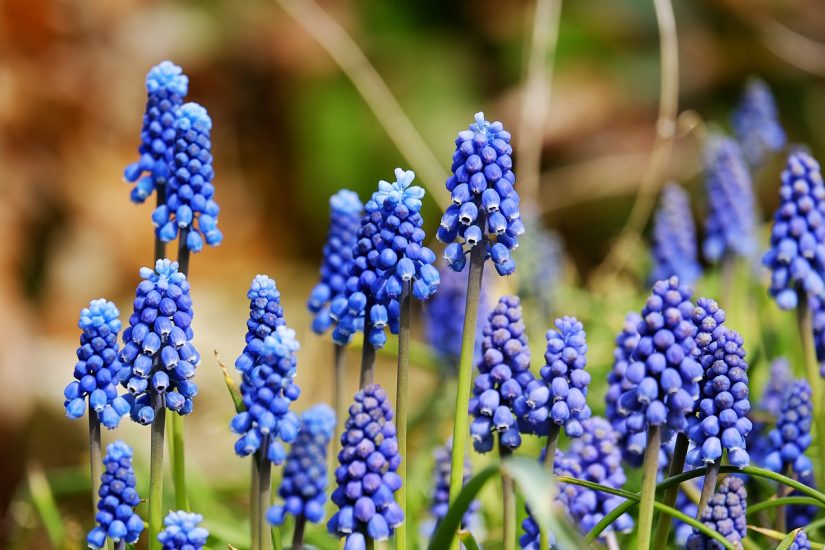 Blue grape hyacinth flowers growing outside