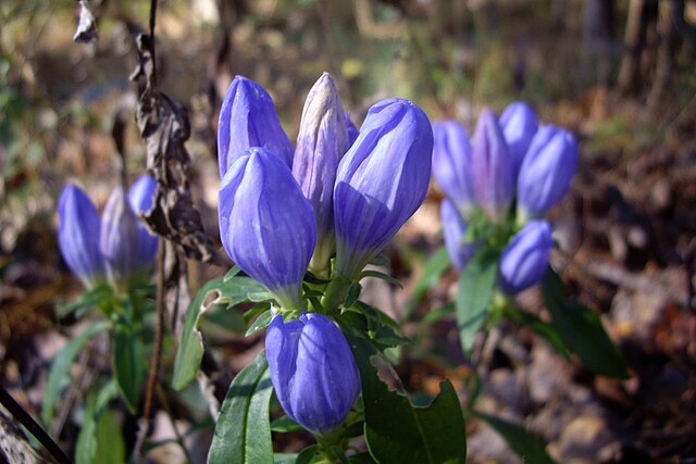 Blue harvest bell flowers growing outside