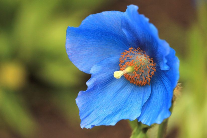 Close-up of himalayan blue poppy flower