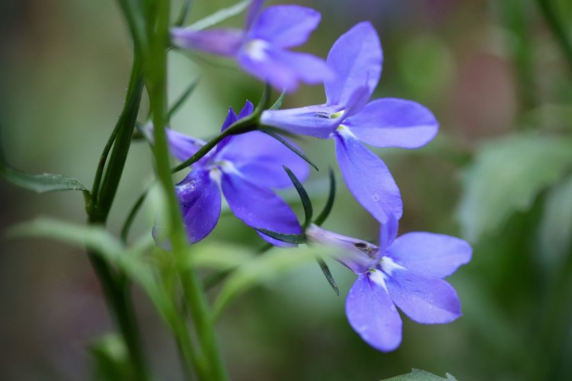 Close-up of great blue lobelia flowers growing outside