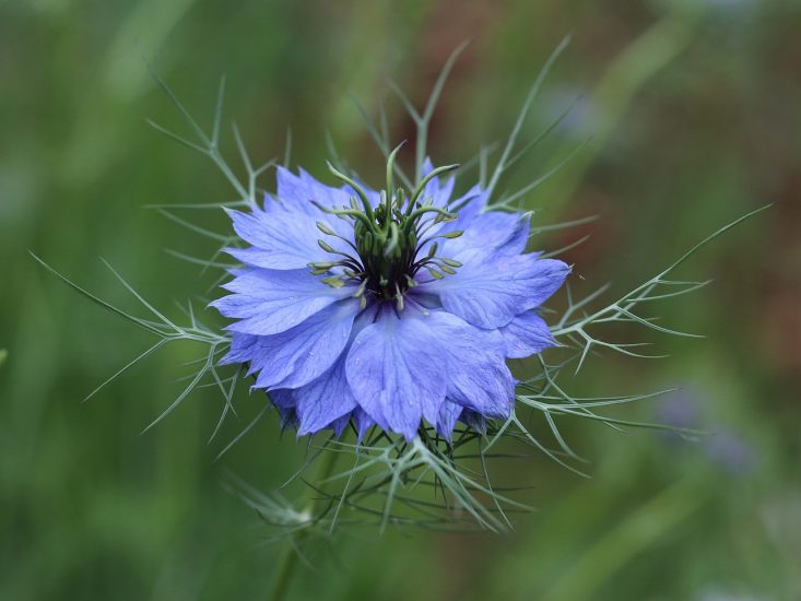 Love in a mist flower growing outside